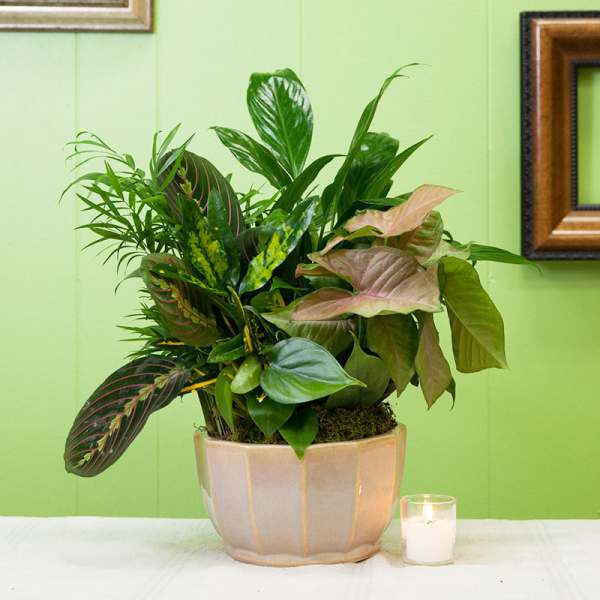 Mixed potted houseplants in a ceramic planter beside a small candle