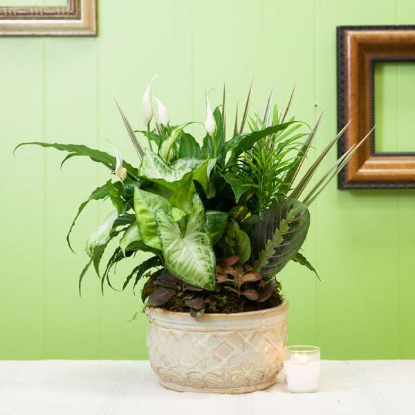 Potted green plant arrangement with white blooms in a decorative ceramic container