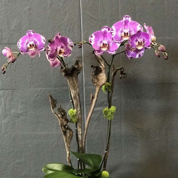 Pink-purple orchids in a black square planter with moss accents