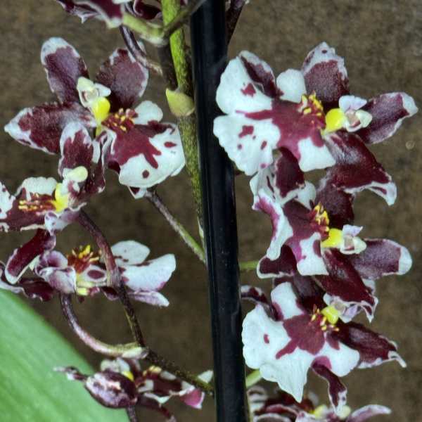 Dark Purple Orchid Plant