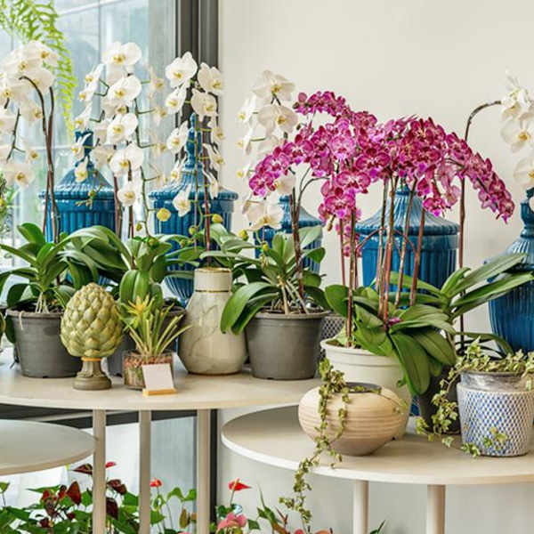 Potted orchids arranged on tables in a bright room