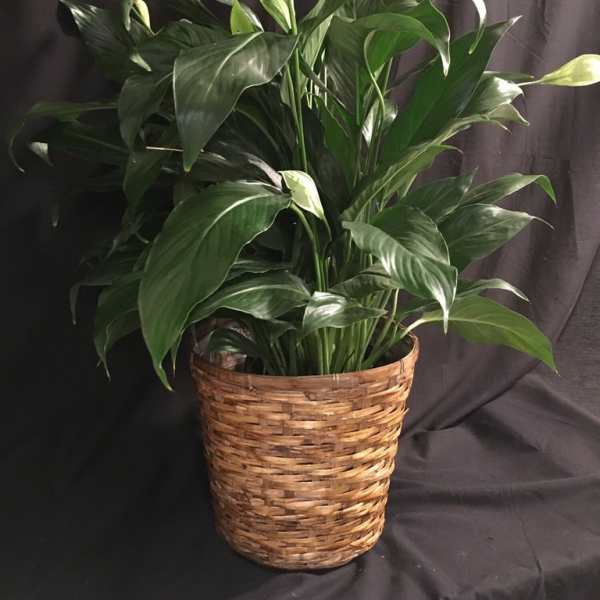 Potted peace lily in a woven basket planter