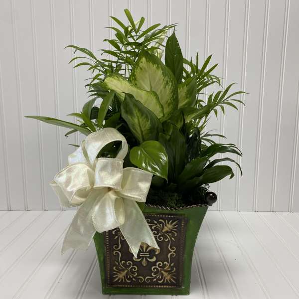 Green potted plant arrangement with a cream ribbon bow