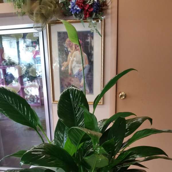 Peace Lily Plant