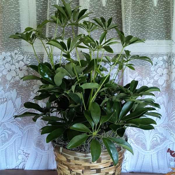 Potted green houseplant in a woven basket planter