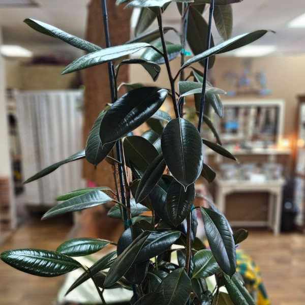 Tall potted rubber plant in a woven basket planter