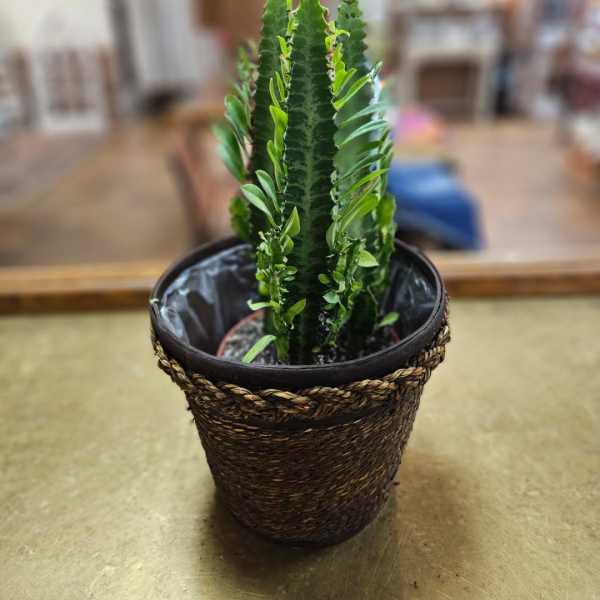 Potted succulent in a woven basket planter