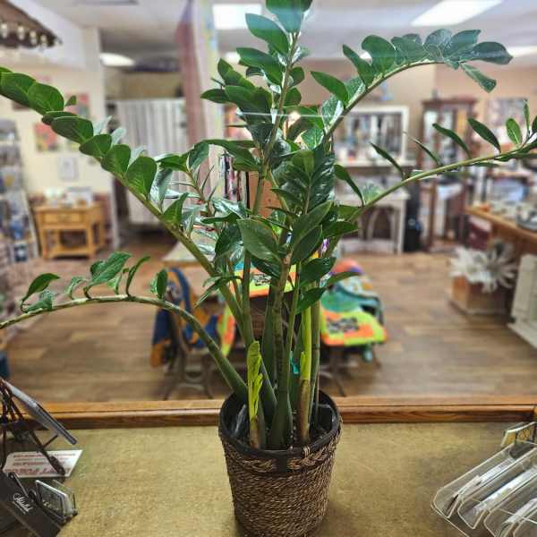 Potted green houseplant with glossy upright stems in a woven basket cover