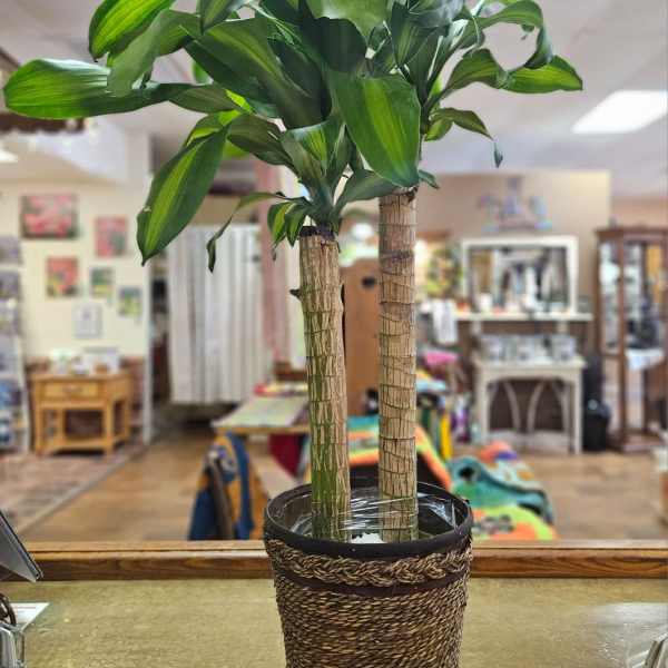 Potted dracaena plant with striped green leaves in a woven basket