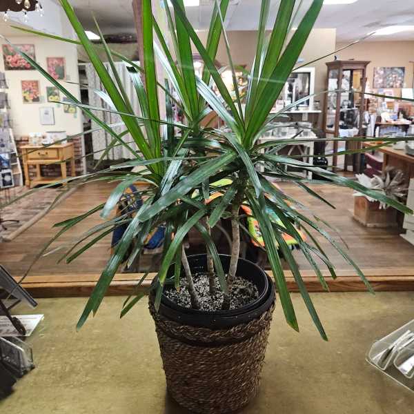 Tall potted dracaena plant in a woven basket cover