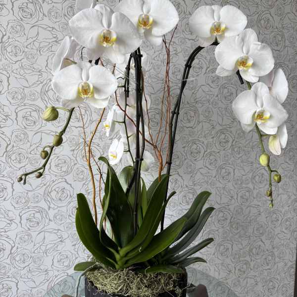 Elegant White Orchid Harmony