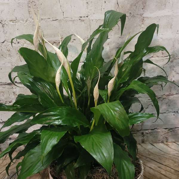 Potted peace lily plant with white blooms in a white container