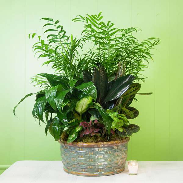 Lush green potted plant arrangement in a decorative ceramic container