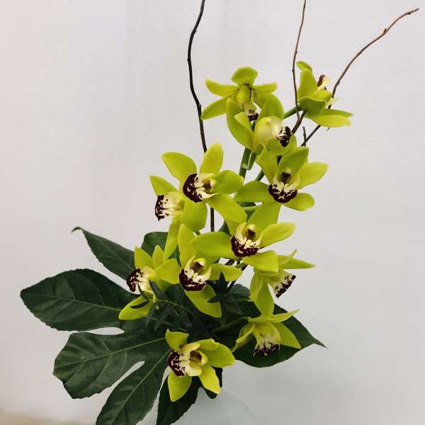 Green orchid stems in a white vase with large dark leaves