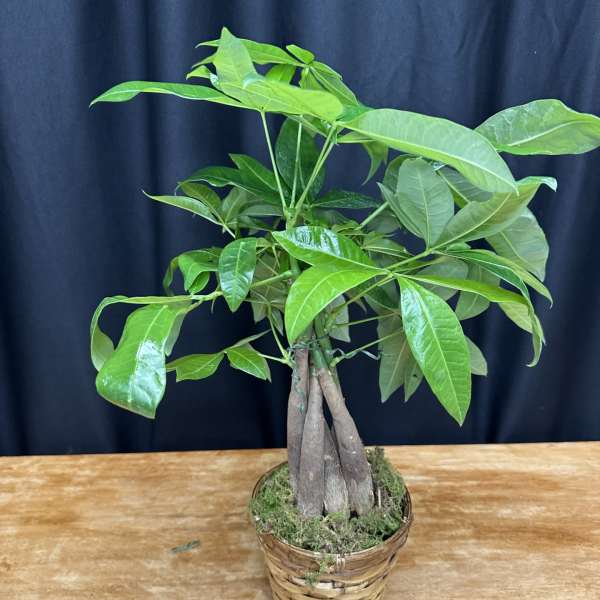 Potted money tree plant in a woven basket
