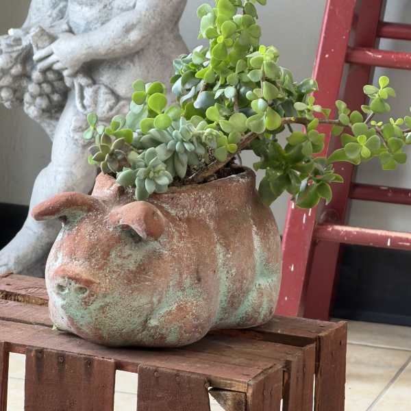 marranito de suculentas