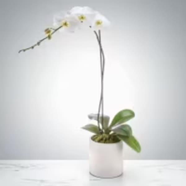 Single Stem White Orchid