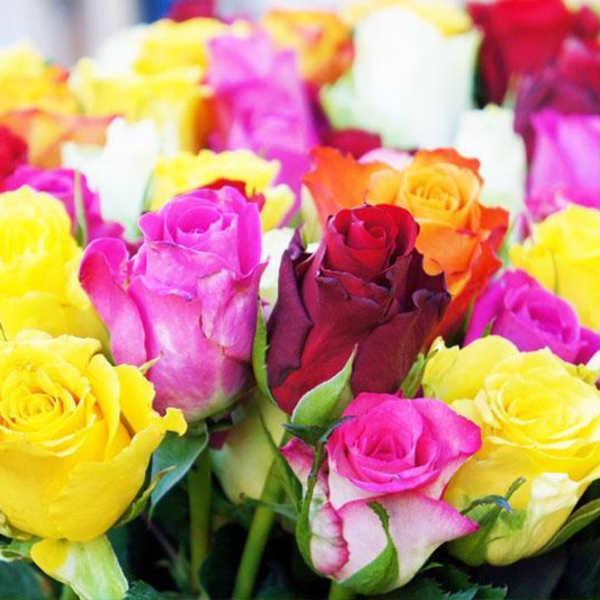 Bouquet of multicolored roses in close-up