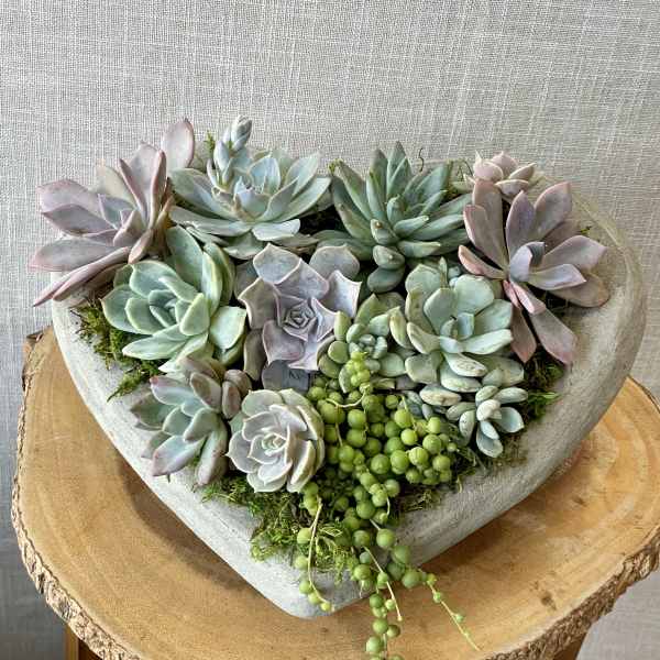 Heart-shaped succulent arrangement in a concrete planter
