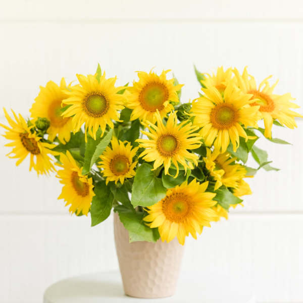 Bouquet of yellow sunflowers in a beige vase