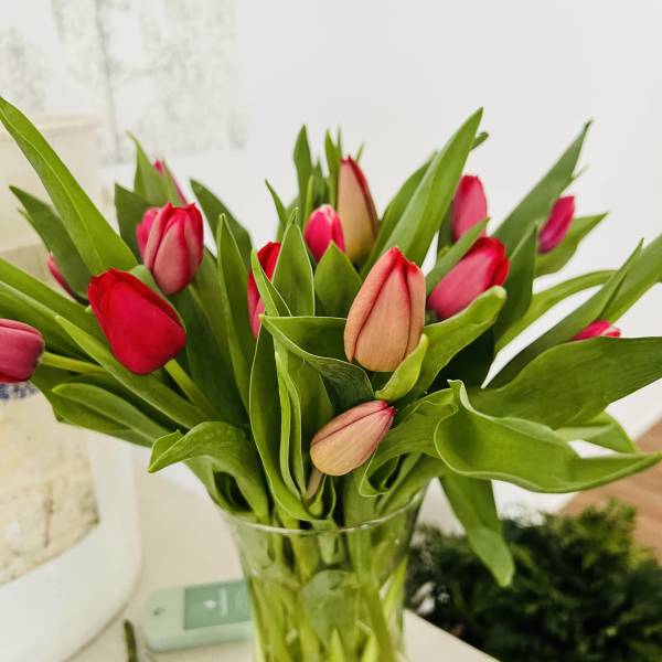 Pink and red tulips in a clear glass vase