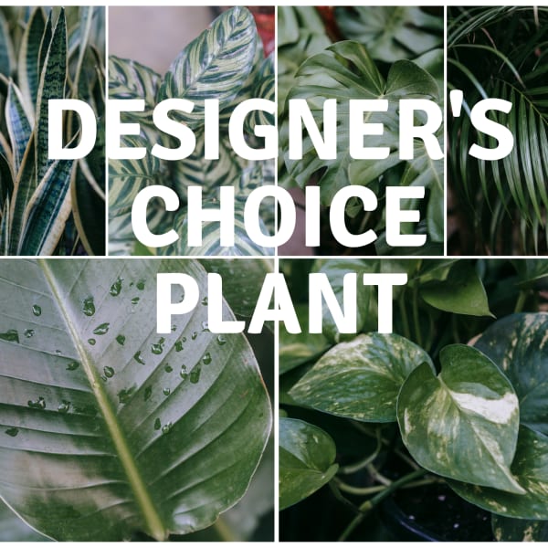 Collage of assorted green houseplants with large leaves and bold text reading Designer's Choice Plant.