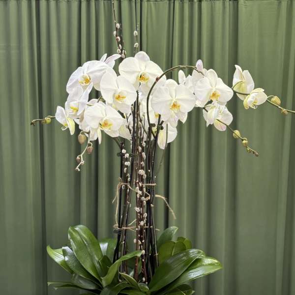 White orchid arrangement in a black pot with glossy green leaves