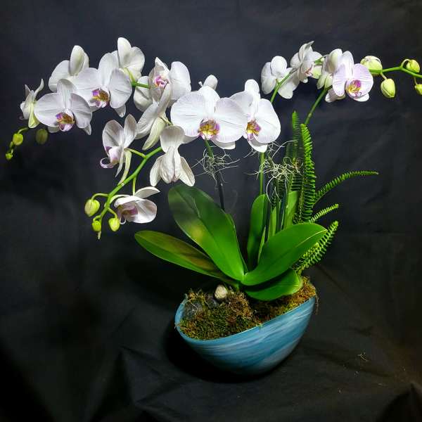 White phalaenopsis orchid plant with buds and foliage in a blue bowl