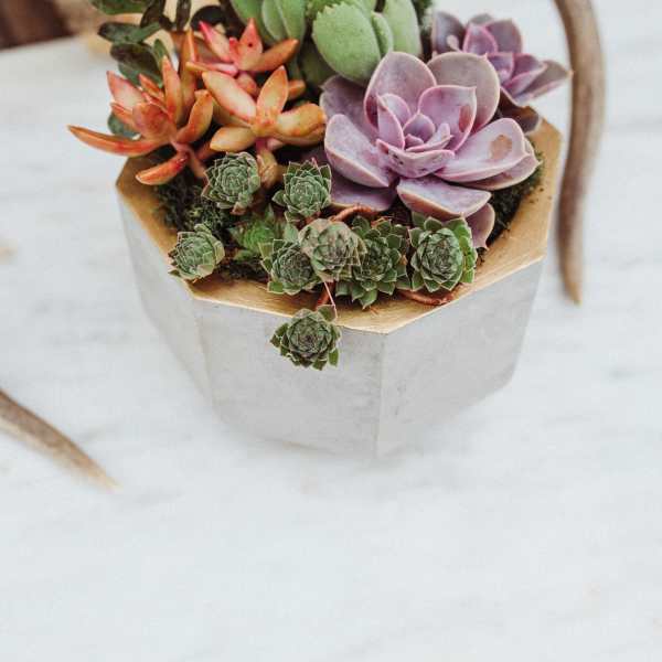 8.5" Gold Rimmed Concrete Geometric Succulent Garden