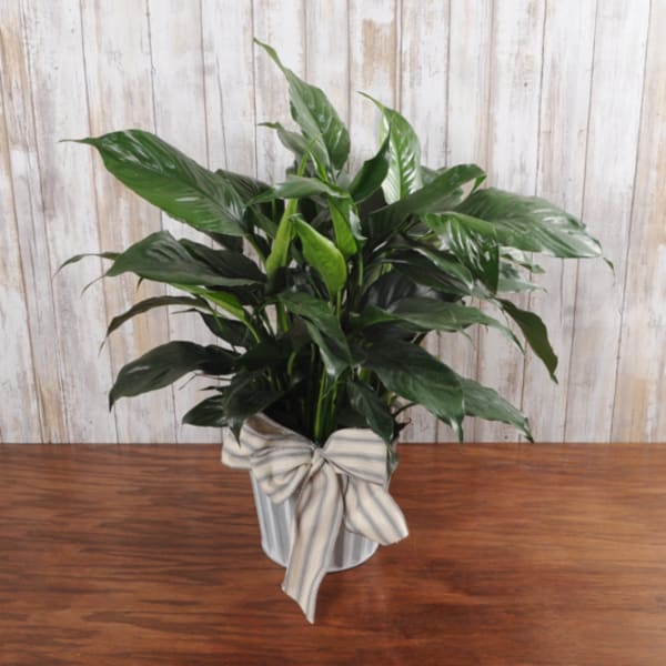 Green potted plant in a metal container with a striped bow on a wooden surface