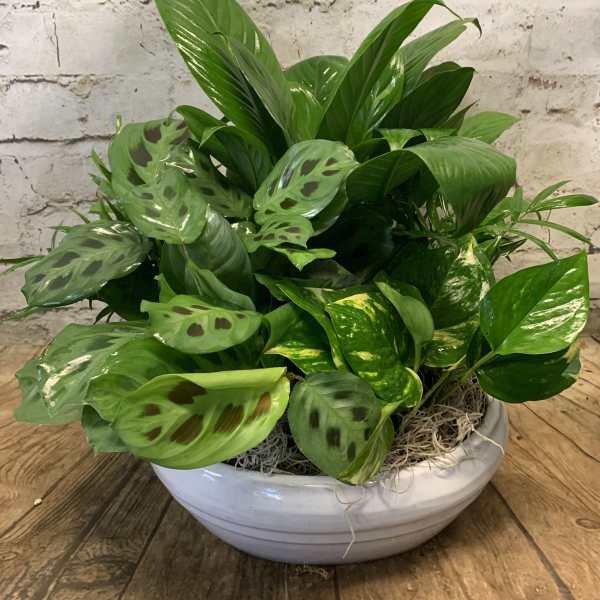 Potted green prayer plant in a white bowl planter