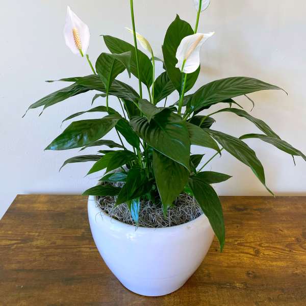 Tall peace lily plant with white blooms in a glossy white pot on a wooden table