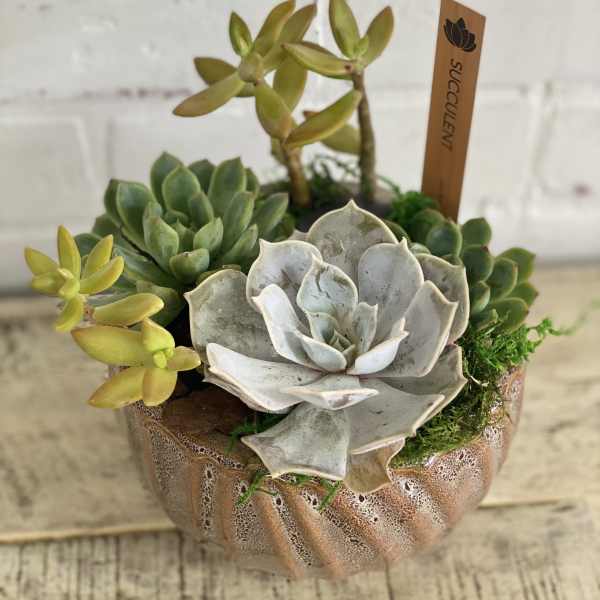 Potted succulent arrangement in a textured ceramic container