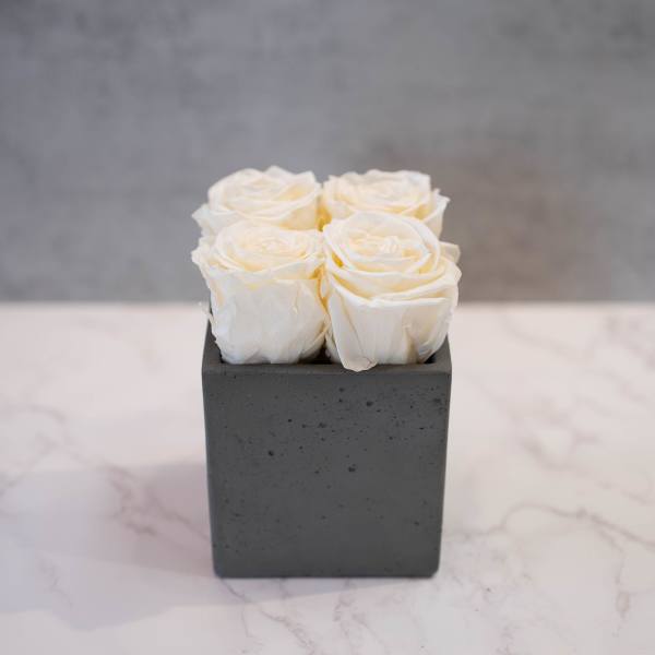 Cream Roses in Cement Cube