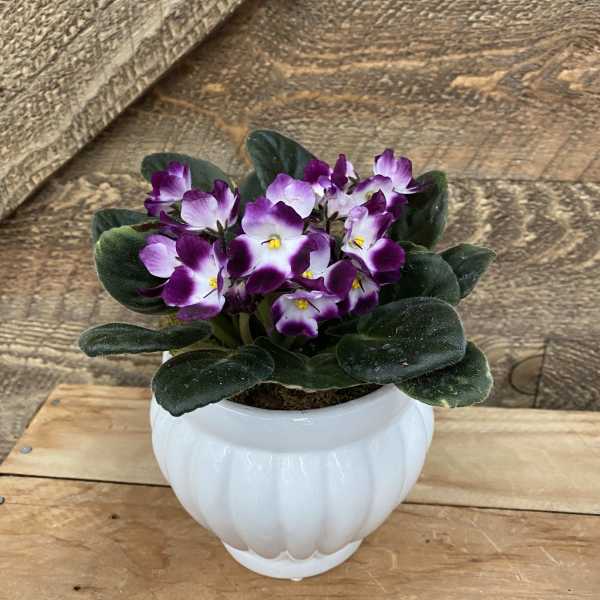 Purple and white African violet in a white ceramic pot