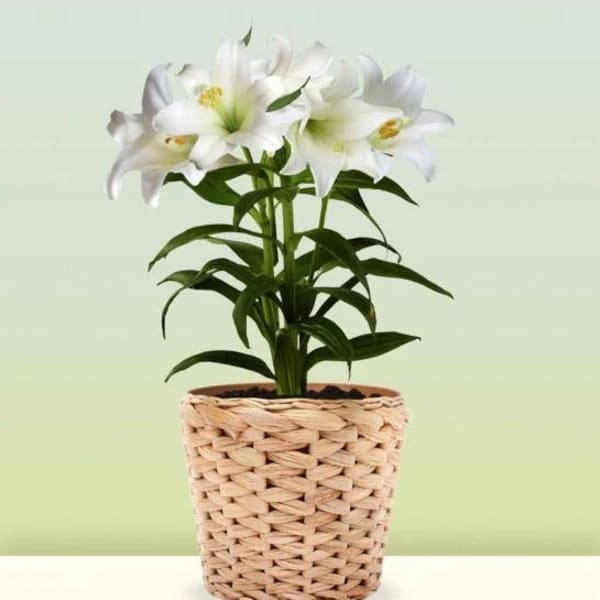 White lilies in a woven basket planter