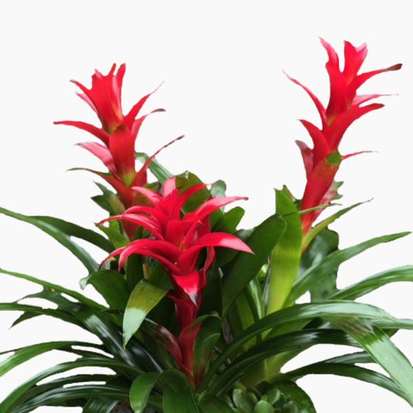 Red bromeliad plants with succulents in a rectangular black planter