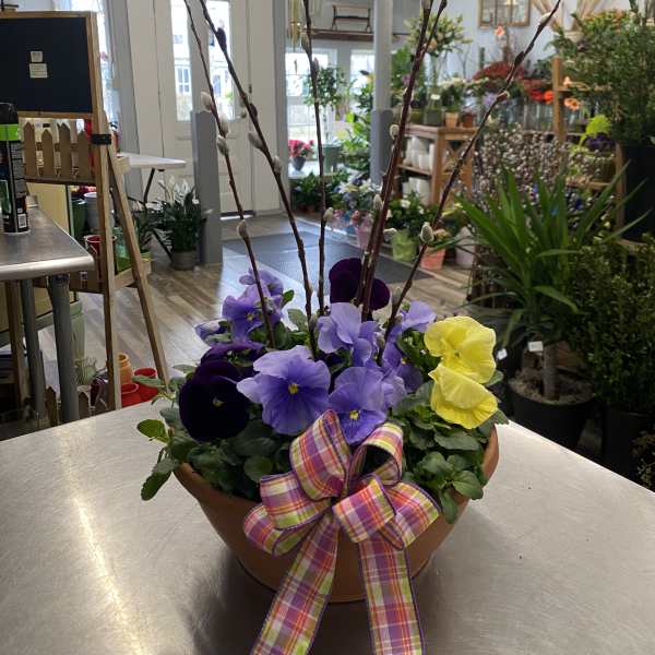 Pansy arrangement in a terracotta bowl with pussy willow branches and a plaid ribbon