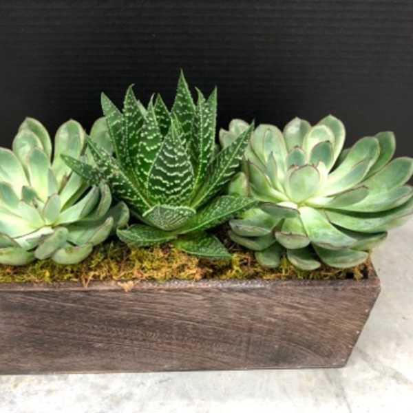 Three succulents arranged in a rectangular wooden planter