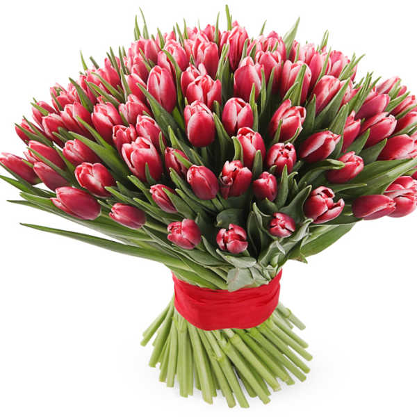 Large bouquet of pink tulips tied with a red ribbon