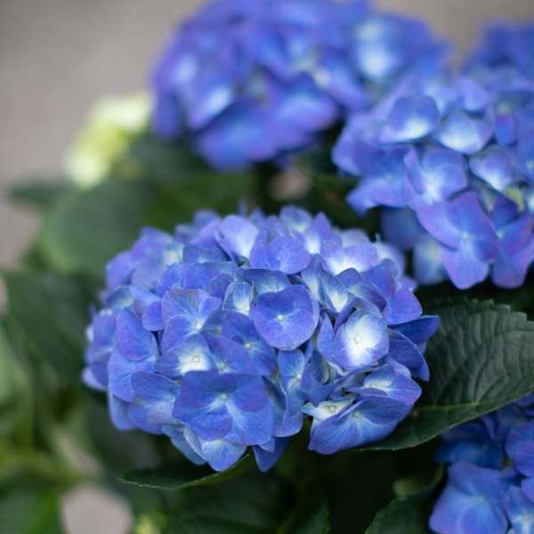 Fresh Flowering Hydrangea Plants