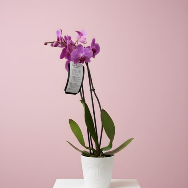 Classic Pink Orchid