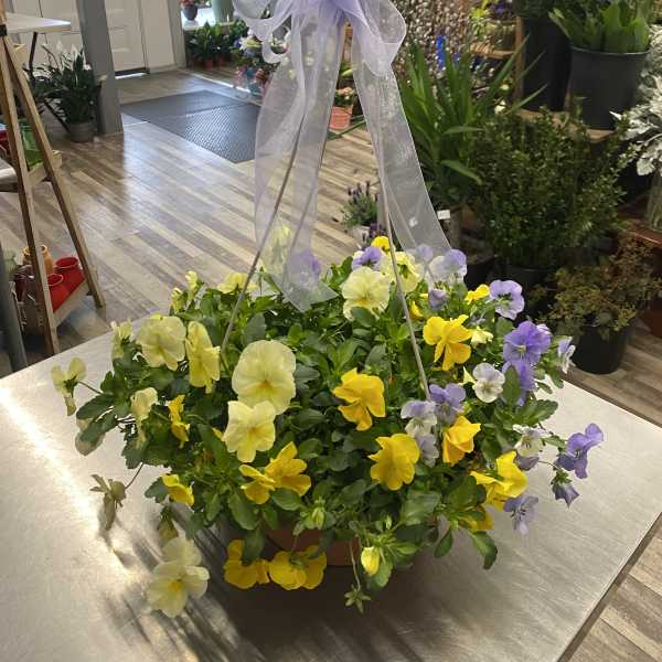 Basket of yellow and lavender pansies with a sheer purple bow