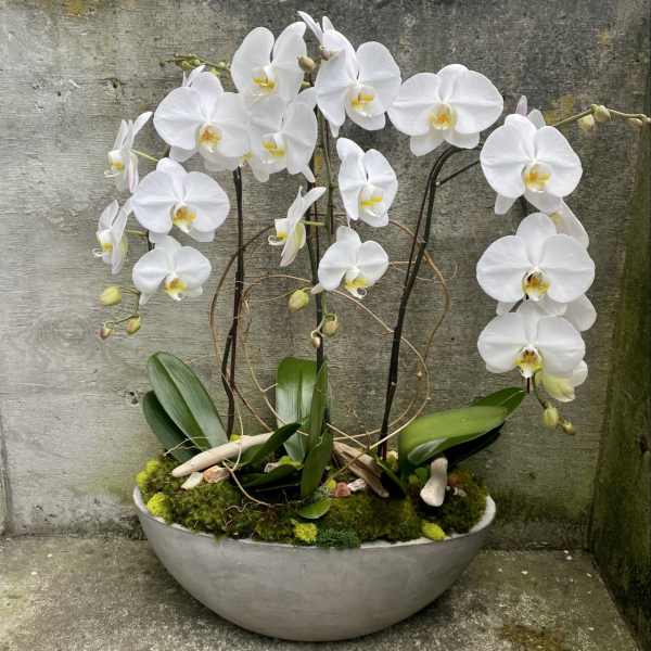 White Phalaenopsis Orchid Plant Trio