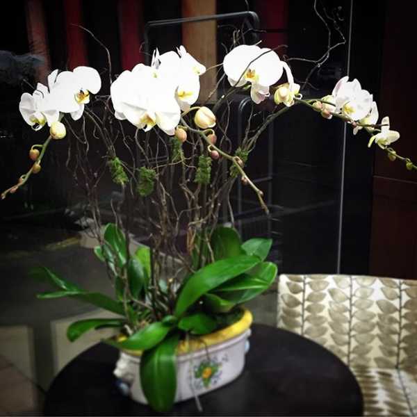 White orchids arranged in a decorative pot on a table