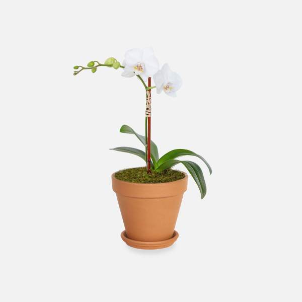 White orchid plant in a terracotta pot