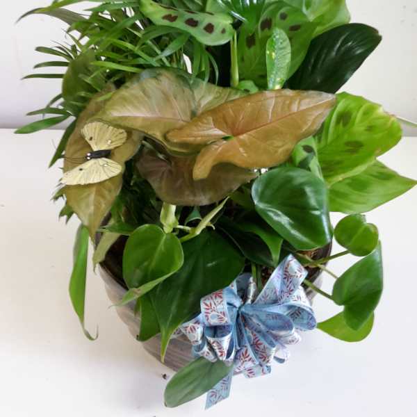 A potted green foliage arrangement with a decorative bow