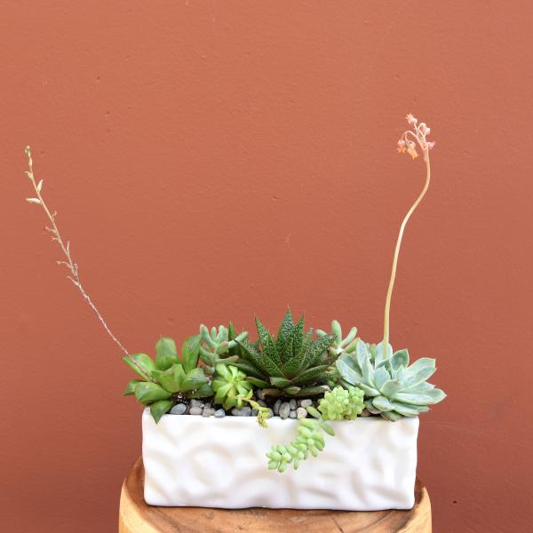 Succulents in White