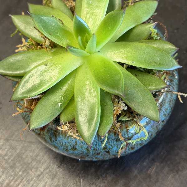 Green succulent in a blue ceramic pot