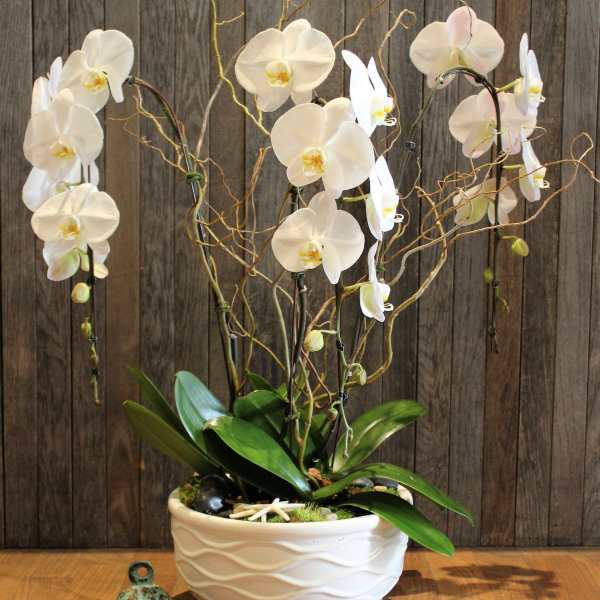 White orchids in a white ceramic pot with decorative branches